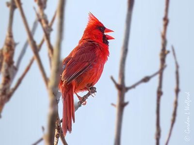 Male Northern Cardinal Singing DSCN008158