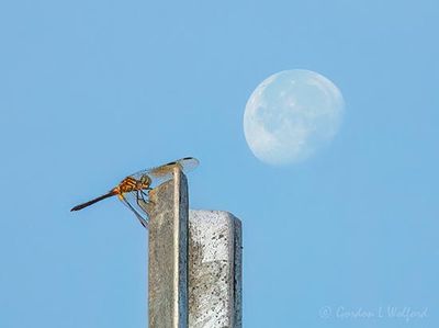 Waning Buck Moon Beyond Dragonfly On Post DSCN008361