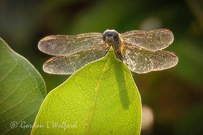 Backlit Dragonfly Holding Onto A Leaf DSCN008408