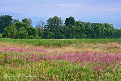 Purple Loosestrife 90D119413