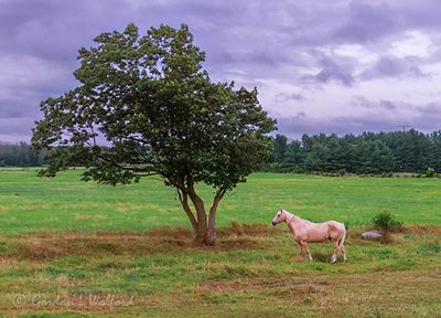 Posing Palomino 90D119540