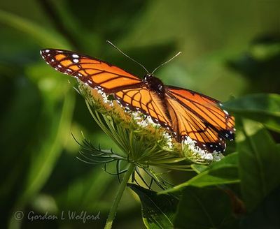 Viceroy Butterfly On Queen Anne's Lace DSCN008603