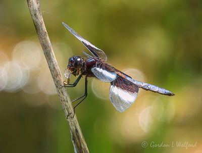 Widow Skimmer Dragonfly With A Catch DSCN007987