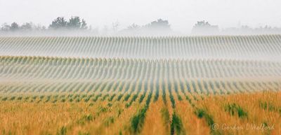 Distant Ground Fog In Cornfield 90D119951