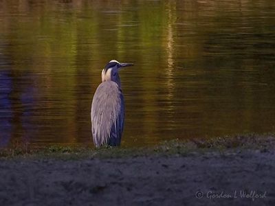 Great Blue Heron At Night DSCN008778