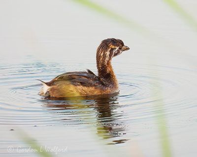 Juvenile Pied-billed Grebe DSCN009029