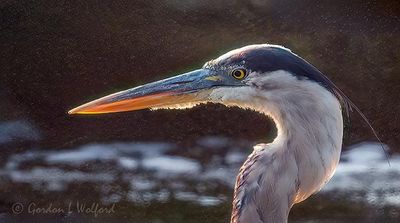 Backlit Great Blue Heron Head DSCN008964