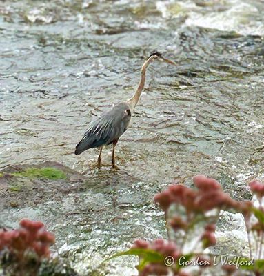 Great Blue Heron (iPhone14-3367)