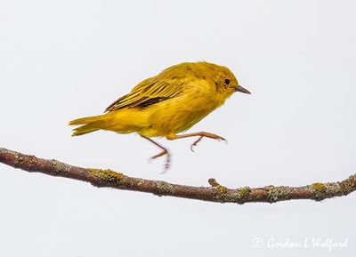 Yellow Warbler Jumping DSCN009498