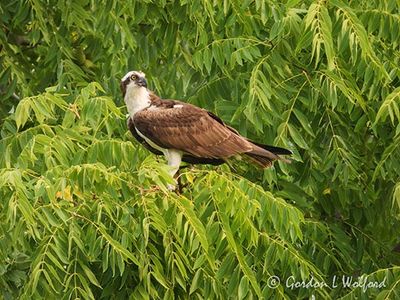 Osprey In Tree DSCN009521