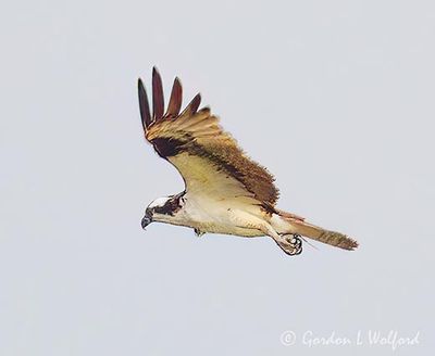 Osprey In Flight DSCN009524