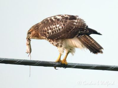 Red-tailed Hawk With Catch DSCN009575