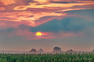 Clouded Sunrise Beyond Cornfield 90D120891