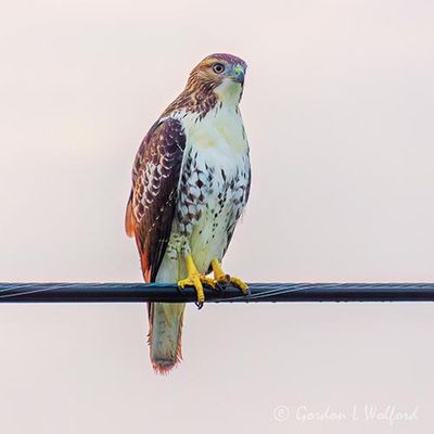 Red-tailed Hawk On A Cable 90D120936