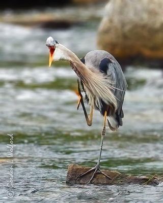 Great Blue Heron Scratching An Itch DSCN009802