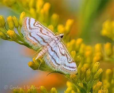 Little White Moth On Goldenrod DSCN010145