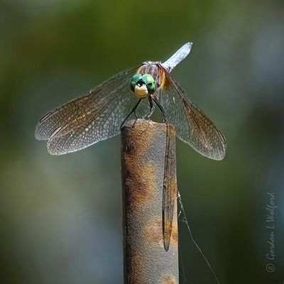 Blue Dasher Dragonfly & Wing Shadow DSCN010213