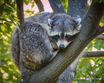 Raccoon In A Tree DSCN010282