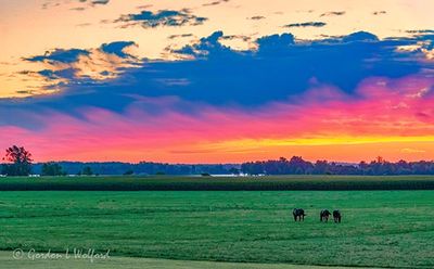 Sunrise Beyond Pasture 90D122408