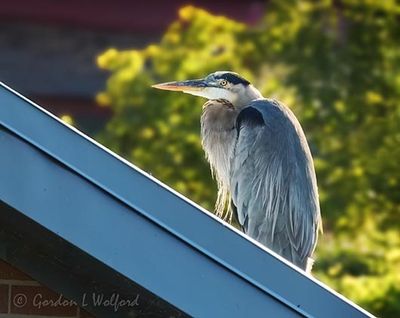 Great Blue Heron On Roof DSCN010461