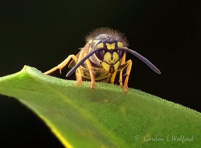 Yellow Jacket Head-On DSCN010774