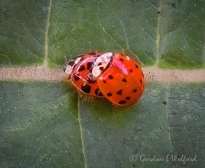 Two Asian Lady Beetles Going At It DSCN010750