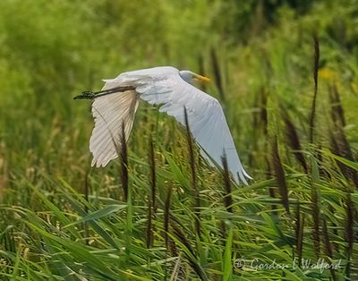 Great Egret In Flight DSCN011055