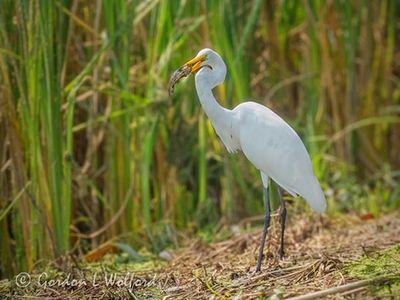 Great Egret With A Catch DSCN010966