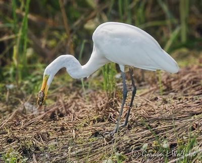 Great Egret With A Catch DSCN010991