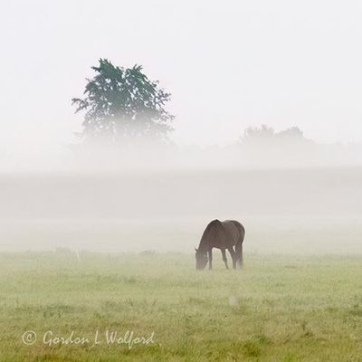 Ground Fog Beyond Grazing Horse 90D123407