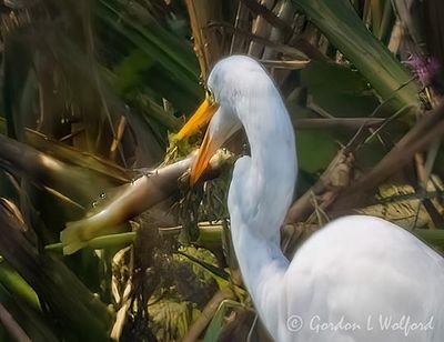 Great Egret With Catch DSCN010899