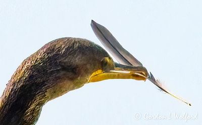 Cormorant With Preened Feather DSCN011035