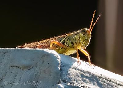 Backlit Grasshopper On A Porch Railing DSCN010194