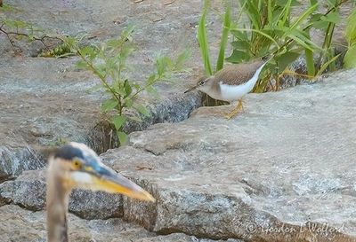 Sandpipers of Ontario