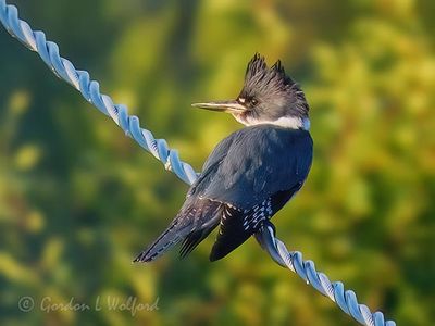 Kingfishers of Ontario
