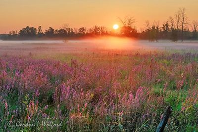 Sunrise Beyond Ground Fog 90D124378