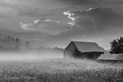 Ground Fog Beyond Old Barn At Sunrise 90D121220BW