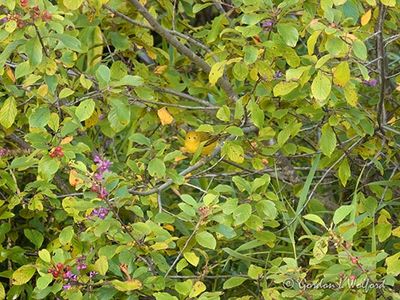 Yellow Warbler In A Bush DSCN011529