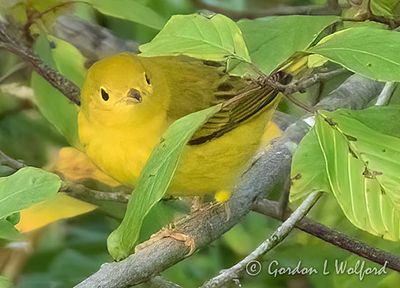 Yellow Warbler In A Bush DSCN011529 (crop)