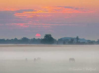 Horses In Ground Fog At Sunrise 90D124911-5