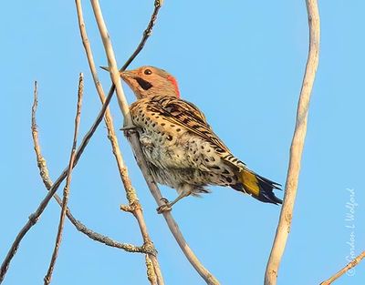 Male Northern Flicker DSCN011678