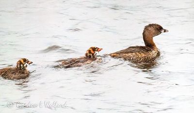 Pied-billed Grebe Family DSCN011746