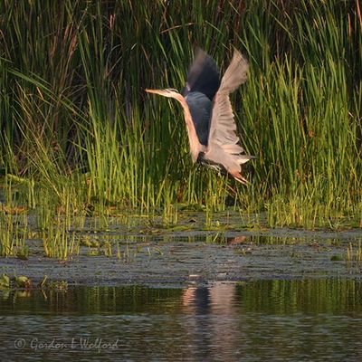 Great Blue Heron Taking Flight DSCN011964
