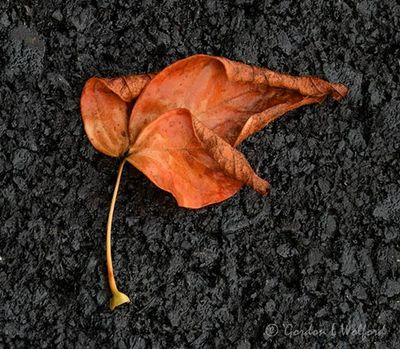 Fallen Leaf DSCN012112