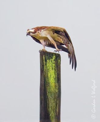 Osprey Stretching A Leg Atop A Pole DSCN012097