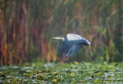 Great Blue Heron Taking Flight DSCN012175