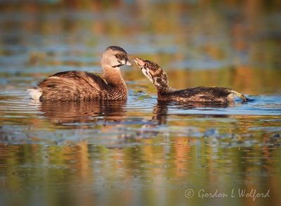 Grebes