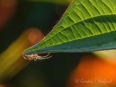 Tiny Spider On A Leaf DSCN012476