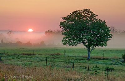 Rising Sun Beyond Ground Fog 90D126689