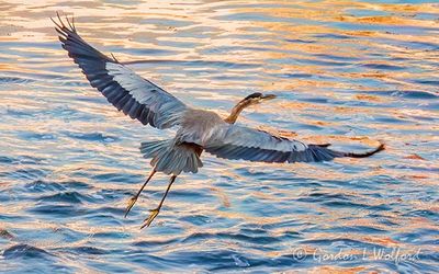 Great Blue Heron Taking Flight DSCN013051